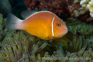 Pink Skunk Anemone Fish, Amphiprion perideraion, Fiji., Amphiprion perideraion, natural history stock photograph, photo id 34864
