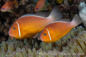 Pink Skunk Anemone Fish, Amphiprion perideraion, Fiji., Amphiprion perideraion, natural history stock photograph, photo id 34884