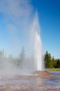 Pink Cone Geyser erupts.  Pink Cone Geyser reaches 30 feet in height, and has highly variable interval and duration.  It is a cone-type geyser and its cone has a pinkish tint due to manganese oxide in it.  Firehole Lake Drive, Lower Geyser Basin, Yellowstone Park, Yellowstone National Park, Wyoming