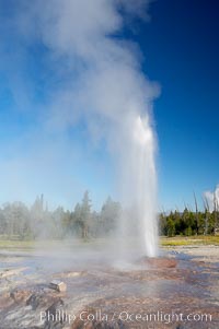 Pink Cone Geyser erupts.  Pink Cone Geyser reaches 30 feet in height, and has highly variable interval and duration.  It is a cone-type geyser and its cone has a pinkish tint due to manganese oxide in it.  Firehole Lake Drive, Lower Geyser Basin, Yellowstone Park, Yellowstone National Park, Wyoming