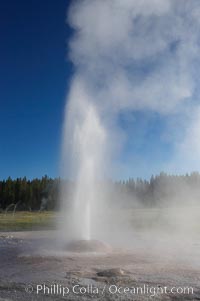 Pink Cone Geyser erupts.  Pink Cone Geyser reaches 30 feet in height, and has highly variable interval and duration.  It is a cone-type geyser and its cone has a pinkish tint due to manganese oxide in it.  Firehole Lake Drive, Lower Geyser Basin, Yellowstone Park, Yellowstone National Park, Wyoming