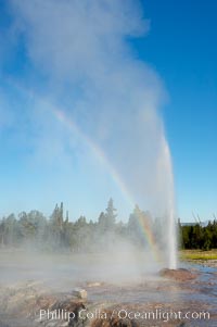A rainbow appears in the spray of Pink Cone Geyser.  Pink Cone Geyser reaches 30 feet in height, and has highly variable interval and duration.  It is a cone-type geyser and its cone has a pinkish tint due to manganese oxide in it.  Firehole Lake Drive, Lower Geyser Basin, Yellowstone Park.