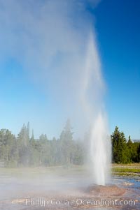 Pink Cone Geyser erupts.  Pink Cone Geyser reaches 30 feet in height, and has highly variable interval and duration.  It is a cone-type geyser and its cone has a pinkish tint due to manganese oxide in it.  Firehole Lake Drive, Lower Geyser Basin, Yellowstone Park, Yellowstone National Park, Wyoming