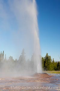 Pink Cone Geyser erupts.  Pink Cone Geyser reaches 30 feet in height, and has highly variable interval and duration.  It is a cone-type geyser and its cone has a pinkish tint due to manganese oxide in it.  Firehole Lake Drive, Lower Geyser Basin, Yellowstone Park, Yellowstone National Park, Wyoming