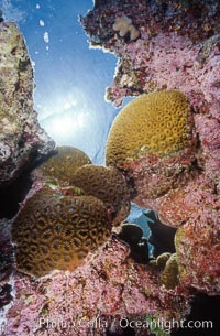 Pink Porolithon Coralline Algae, Rose Atoll. Rose Atoll National Wildlife Sanctuary, American Samoa, USA, natural history stock photograph, photo id 00739