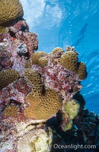 Pink Porolithon Coralline Algae, Rose Atoll. Rose Atoll National Wildlife Sanctuary, American Samoa, USA, natural history stock photograph, photo id 00740
