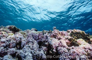 Pink Porolithon Coralline Algae, Rose Atoll. Rose Atoll National Wildlife Sanctuary, American Samoa, USA, natural history stock photograph, photo id 00762
