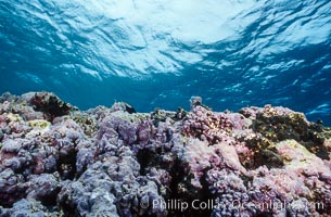 Pink Porolithon Coralline Algae, Rose Atoll, Rose Atoll National Wildlife Sanctuary