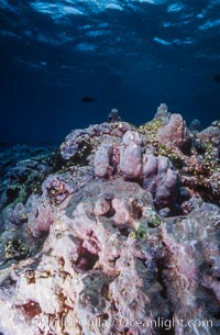 Pink Porolithon Coralline Algae, Rose Atoll, Rose Atoll National Wildlife Sanctuary