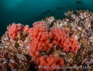 Pink Soft Coral, Gersemia Rubiformis, Browning Pass, Vancouver Island. British Columbia, Canada, Gersemia rubiformis, natural history stock photograph, photo id 34343