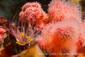 Pink Soft Coral and Barnacle, Gersemia Rubiformis, Browning Pass, Vancouver Island, Gersemia rubiformis