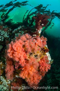 Pink Soft Coral, Gersemia Rubiformis, Browning Pass, Vancouver Island