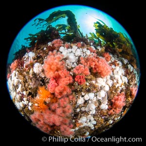 Pink Soft Coral (Gersemia Rubiformis), and Plumose Anemones (Metridium senile) cover the ocean reef, Browning Pass, Vancouver Island, Gersemia rubiformis, Metridium senile