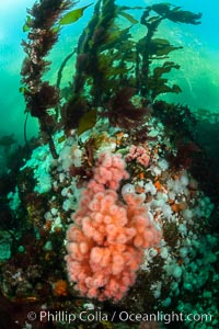 Pink Soft Coral, Gersemia Rubiformis, Browning Pass, Vancouver Island, Gersemia rubiformis