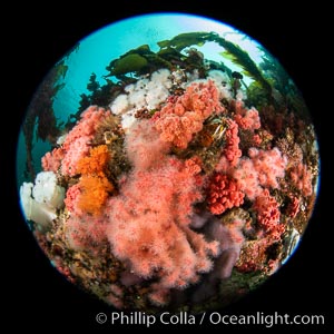 Pink Soft Coral, Gersemia Rubiformis, Browning Pass, Vancouver Island, Gersemia rubiformis