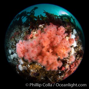 Pink Soft Coral, Gersemia Rubiformis, Browning Pass, Vancouver Island, Gersemia rubiformis