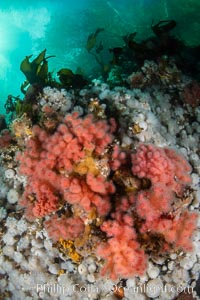 Pink Soft Coral (Gersemia Rubiformis), and Plumose Anemones (Metridium senile) cover the ocean reef, Browning Pass, Vancouver Island, Gersemia rubiformis, Metridium senile