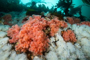 Pink Soft Coral (Gersemia Rubiformis), and Plumose Anemones (Metridium senile) cover the ocean reef, Browning Pass, Vancouver Island, Gersemia rubiformis, Metridium senile