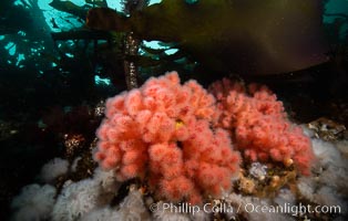 Pink Soft Coral (Gersemia Rubiformis), and Plumose Anemones (Metridium senile) cover the ocean reef, Browning Pass, Vancouver Island, Gersemia rubiformis, Metridium senile