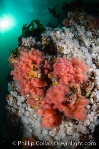 Pink Soft Coral (Gersemia Rubiformis), and Plumose Anemones (Metridium senile) cover the ocean reef, Browning Pass, Vancouver Island, Gersemia rubiformis, Metridium senile