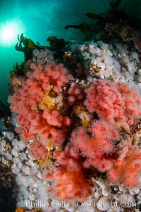 Pink Soft Coral (Gersemia Rubiformis), and Plumose Anemones (Metridium senile) cover the ocean reef, Browning Pass, Vancouver Island, Gersemia rubiformis, Metridium senile