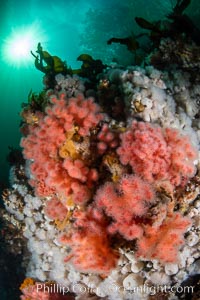 Pink Soft Coral (Gersemia Rubiformis), and Plumose Anemones (Metridium senile) cover the ocean reef, Browning Pass, Vancouver Island, Gersemia rubiformis, Metridium senile