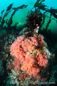 Pink Soft Coral, Gersemia Rubiformis, Browning Pass, Vancouver Island, Gersemia rubiformis