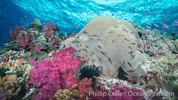 Pink Soft Corals and Pristine Hard Corals on South Pacific Reef, Fiji. Large coral head is Platygyra lamellina, Dendronephthya, Namena Marine Reserve, Namena Island