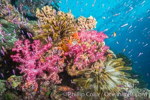 Pink Soft Corals and Yellow Crinoids on Coral Reef, Fiji, Crinoidea, Dendronephthya, Pseudanthias, Namena Marine Reserve, Namena Island