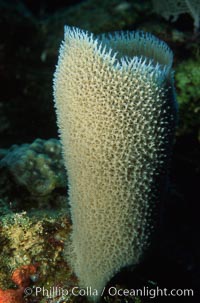 Pink vase sponge, Niphates digitalis, Roatan