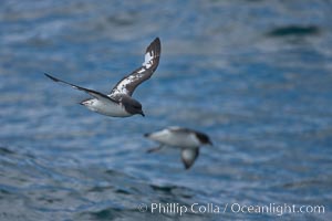 Pintado petrel in flight, Daption capense, Scotia Sea