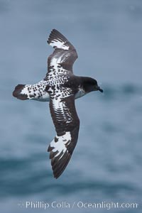 Pintado petrel in flight, Daption capense, Scotia Sea