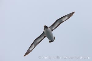 Pintado petrel, in flight, a small open-ocean seabird known for its distinctive black and white coloration, Daption capense