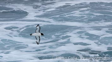 Pintado petrel, in flight, Daption capense