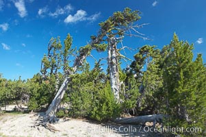 Whitebark pine, Crater Lake, Oregon. Due to harsh, almost constant winds, whitebark pines along the crater rim surrounding Crater Lake are often deformed and stunted, Pinus albicaulis, Crater Lake National Park