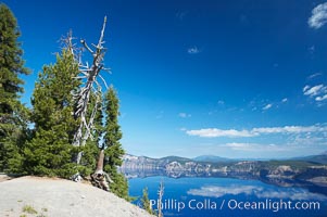 Whitebark pine, Crater Lake, Oregon. Due to harsh, almost constant winds, whitebark pines along the crater rim surrounding Crater Lake are often deformed and stunted, Pinus albicaulis, Crater Lake National Park