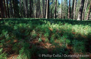 Pine tree seedlings cover forest floor, Yosemite Valley, Pinus contortus, Yosemite National Park, California