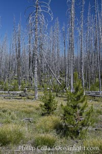 Yellowstones historic 1988 fires destroyed vast expanses of forest. Here scorched, dead stands of lodgepole pine stand testament to these fires, and to the renewal of these forests. Seedling and small lodgepole pines can be seen emerging between the dead trees, growing quickly on the nutrients left behind the fires. Southern Yellowstone National Park, Pinus contortus