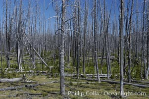 Yellowstones historic 1988 fires destroyed vast expanses of forest. Here scorched, dead stands of lodgepole pine stand testament to these fires, and to the renewal of these forests. Seedling and small lodgepole pines can be seen emerging between the dead trees, growing quickly on the nutrients left behind the fires. Southern Yellowstone National Park, Pinus contortus