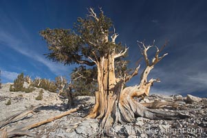 Bristlecone pine displays its characteristic gnarled, twisted form as it rises above the arid, dolomite-rich slopes of the White Mountains at 11000-foot elevation. Patriarch Grove, Ancient Bristlecone Pine Forest, Pinus longaeva, White Mountains, Inyo National Forest