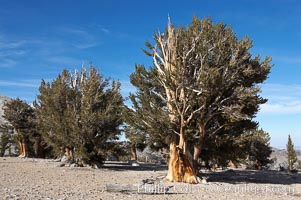 Bristlecone pines rising above the arid, dolomite-rich slopes of the White Mountains at 11000-foot elevation. Patriarch Grove, Ancient Bristlecone Pine Forest.