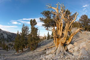 Bristlecone pine displays its characteristic gnarled, twisted form as it rises above the arid, dolomite-rich slopes of the White Mountains at 11000-foot elevation. Patriarch Grove, Ancient Bristlecone Pine Forest, Pinus longaeva, White Mountains, Inyo National Forest