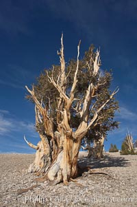 Bristlecone pine rising above the arid, dolomite-rich slopes of the White Mountains at 11000-foot elevation. Patriarch Grove, Ancient Bristlecone Pine Forest, Pinus longaeva, White Mountains, Inyo National Forest