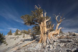 Bristlecone pine rising above the arid, dolomite-rich slopes of the White Mountains at 11000-foot elevation. Patriarch Grove, Ancient Bristlecone Pine Forest, Pinus longaeva, White Mountains, Inyo National Forest