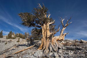 Bristlecone pine displays its characteristic gnarled, twisted form as it rises above the arid, dolomite-rich slopes of the White Mountains at 11000-foot elevation. Patriarch Grove, Ancient Bristlecone Pine Forest, Pinus longaeva, White Mountains, Inyo National Forest