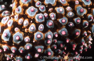 Starfish (sea star), dorsal surface detail including spines and pincers. La Jolla, California, USA, Pisaster giganteus, natural history stock photograph, photo id 07014