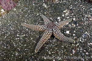 A starfish (sea star) on the sandy bottom, Pisaster giganteus, Santa Barbara Island