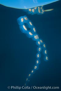 Colonial planktonic pelagic tunicate, adrift in the open ocean, forms rings and chains as it drifts with ocean currents, Cyclosalpa affinis, San Diego, California