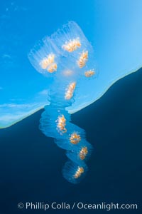 Colonial planktonic pelagic tunicate, adrift in the open ocean, forms rings and chains as it drifts with ocean currents, Cyclosalpa affinis, San Diego, California