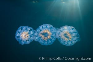 Colonial planktonic pelagic tunicate, adrift in the open ocean, forms rings and chains as it drifts with ocean currents, Cyclosalpa affinis, San Diego, California